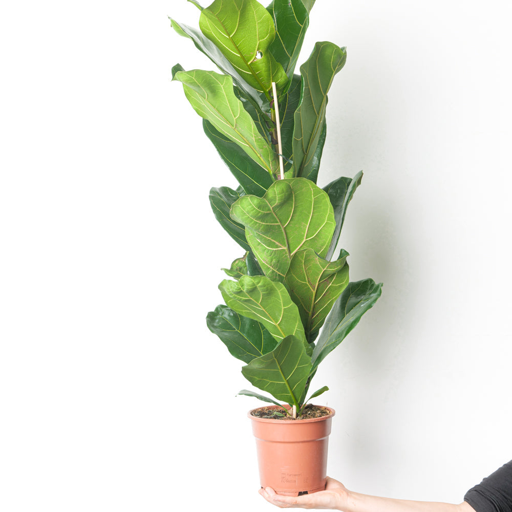 Ficus lyrata | Fiddle Leaf Fig - GROW TROPICALS