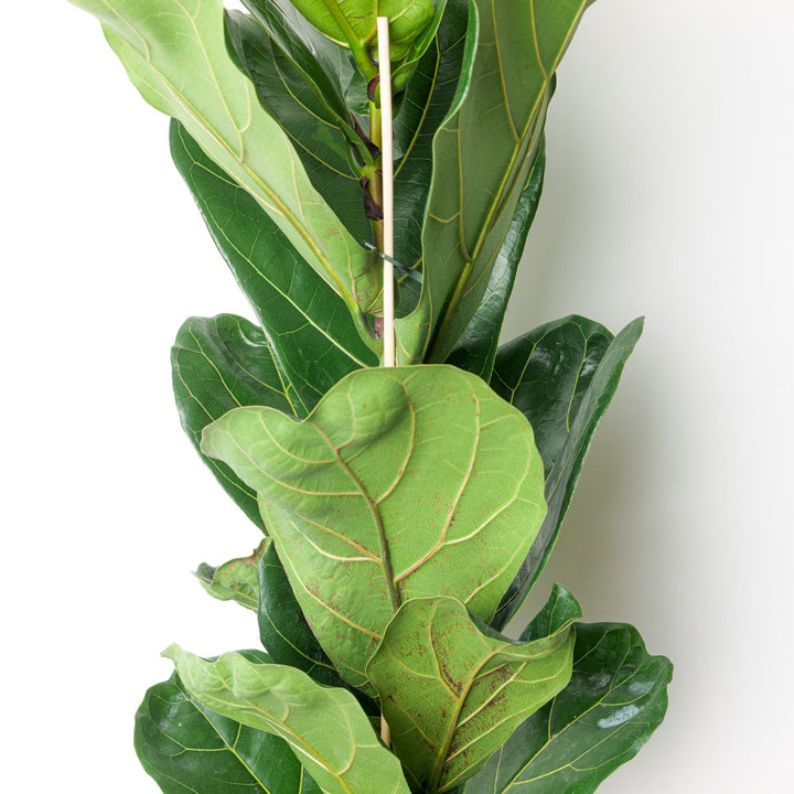 Ficus lyrata | Fiddle Leaf Fig - GROW TROPICALS