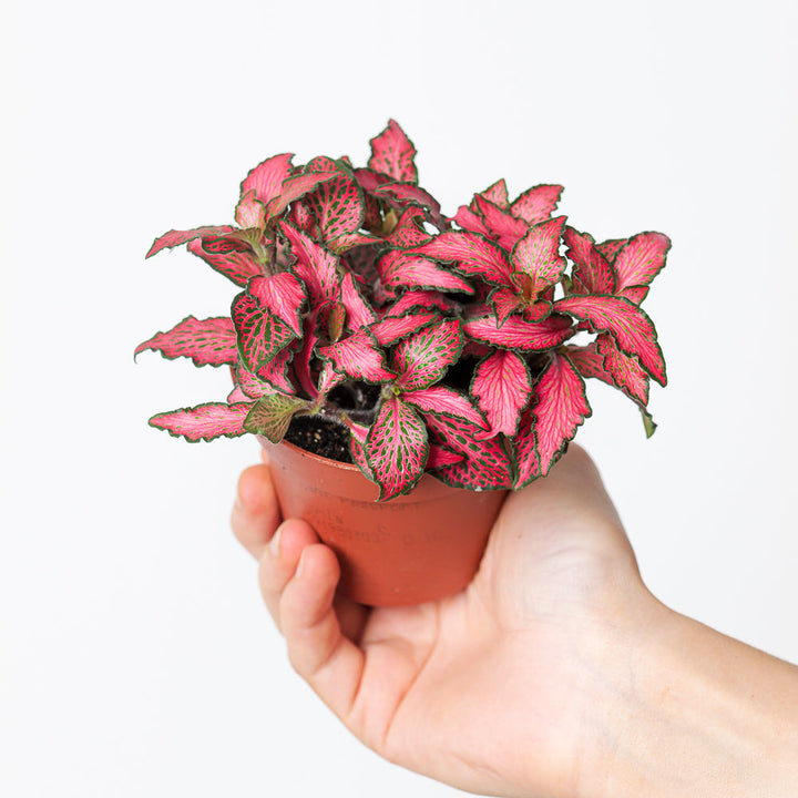 Fittonia verschaffeltii (Small Leaf) Plants GrowTropicals 8.5cm Dark Pink