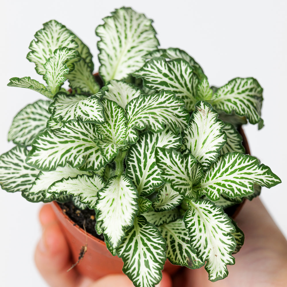 Fittonia verschaffeltii (Small Leaf) Plants GrowTropicals 8.5cm White/Green Crinkle