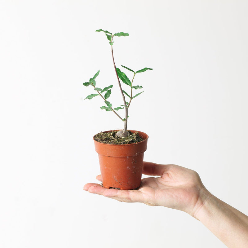 Fockea edulis Plants GrowTropicals