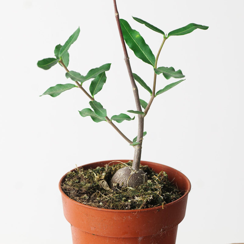 Fockea edulis Plants GrowTropicals