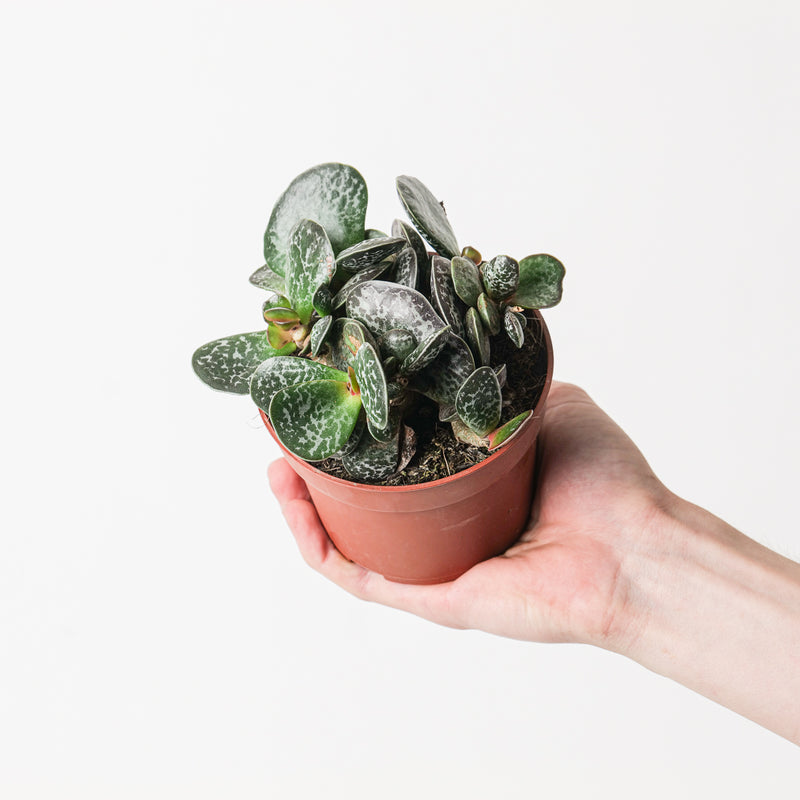 Adromischus trigynus 'Calico Heart' 10.5cm Plants GrowTropicals