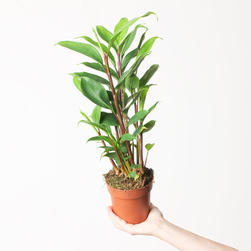 Ginger sp. Plants GrowTropicals