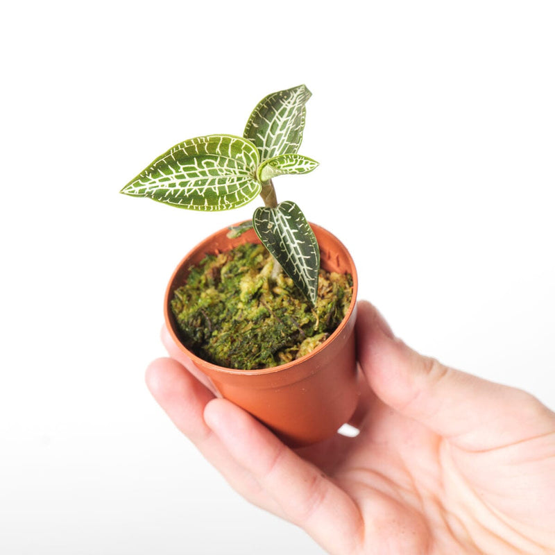 Goodyera hispida Plants GrowTropicals