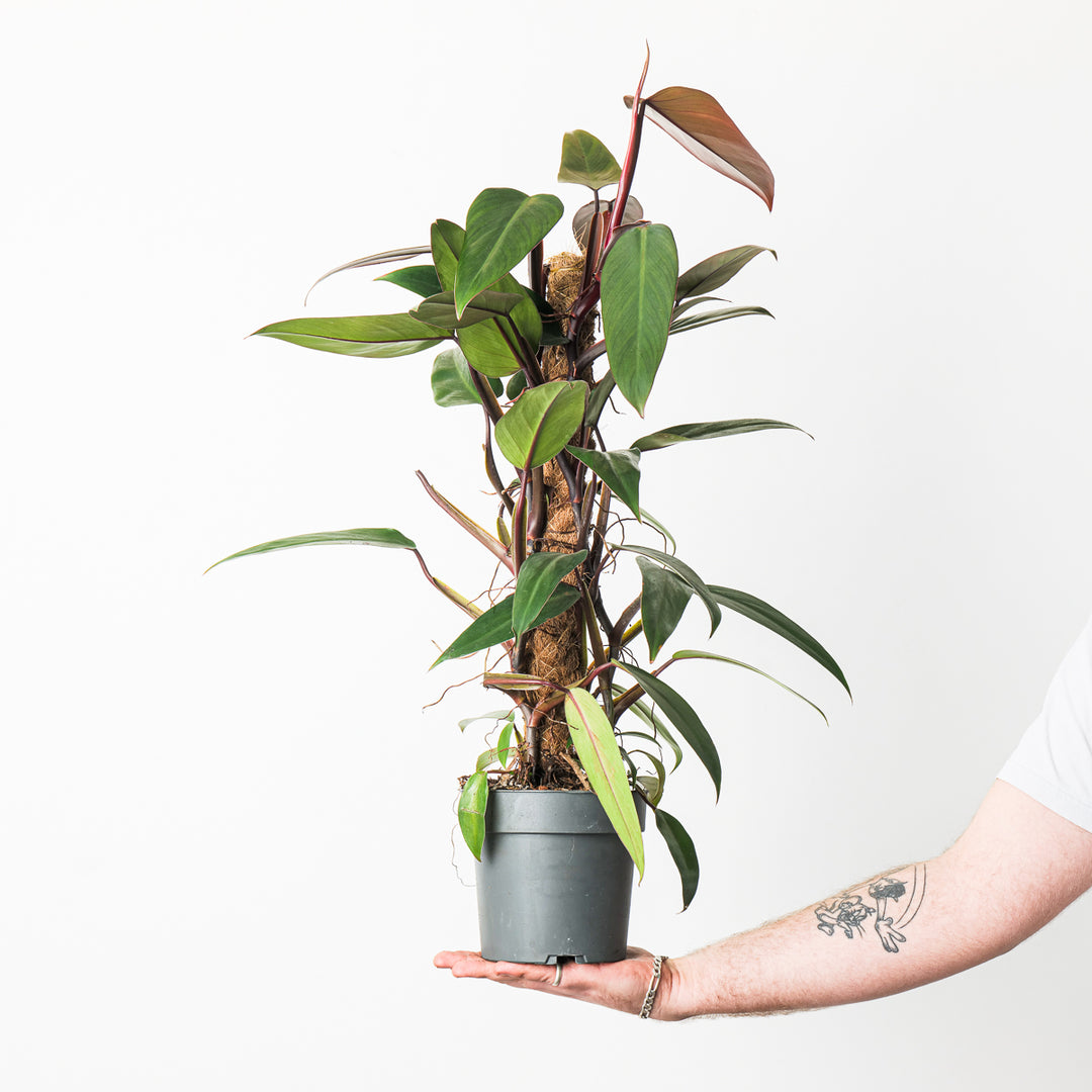 philodendron mandaianum care Philodendron mandaianum