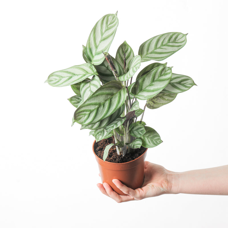 Ctenanthe 'Compact star' 12cm Plants GrowTropicals
