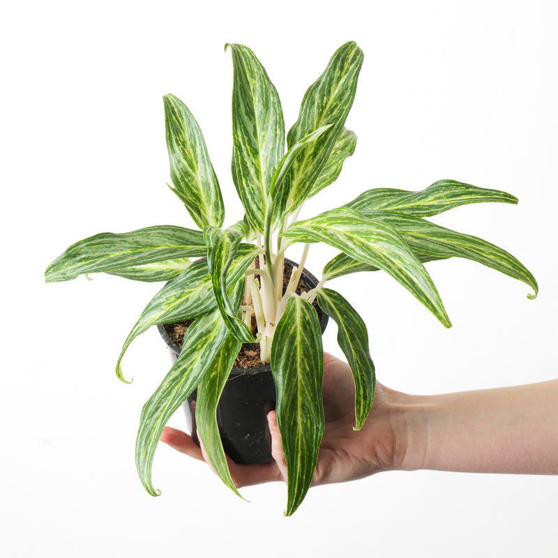Aglaonema 'Sunray Green' Plants GrowTropicals