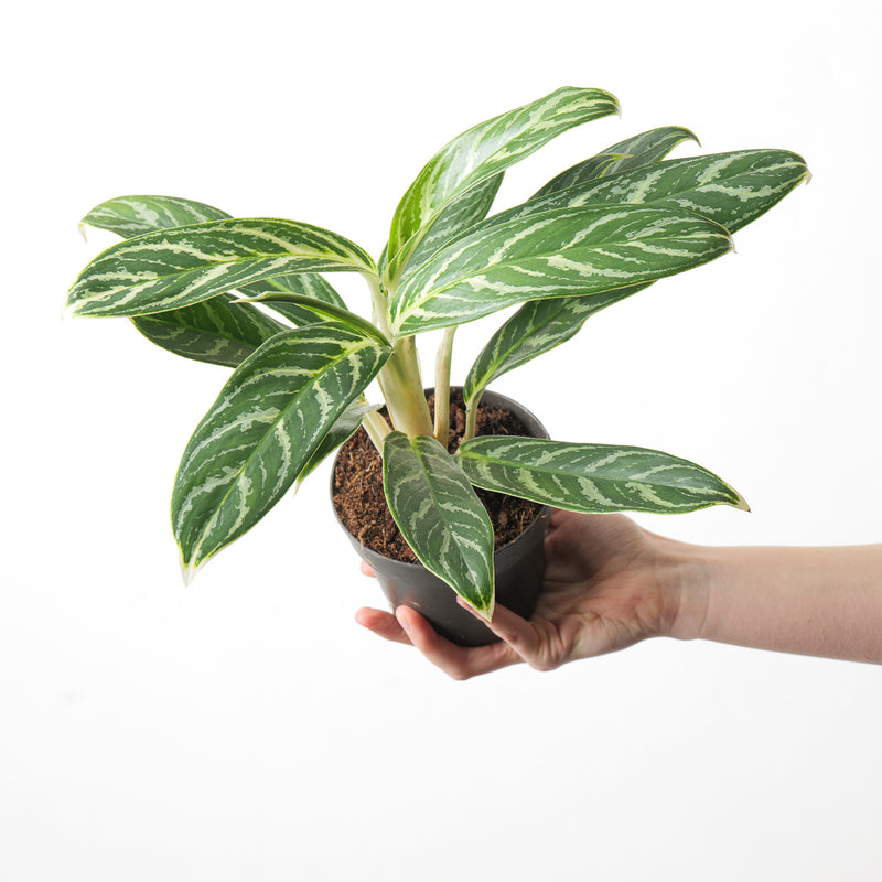 Aglaonema 'Ivy Green' Plants GrowTropicals