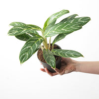 Aglaonema 'Ivy Green'