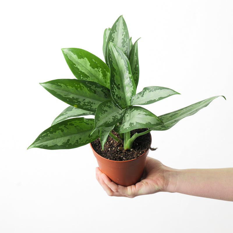Aglaonema 'Jubilee Compacta' Plants GrowTropicals