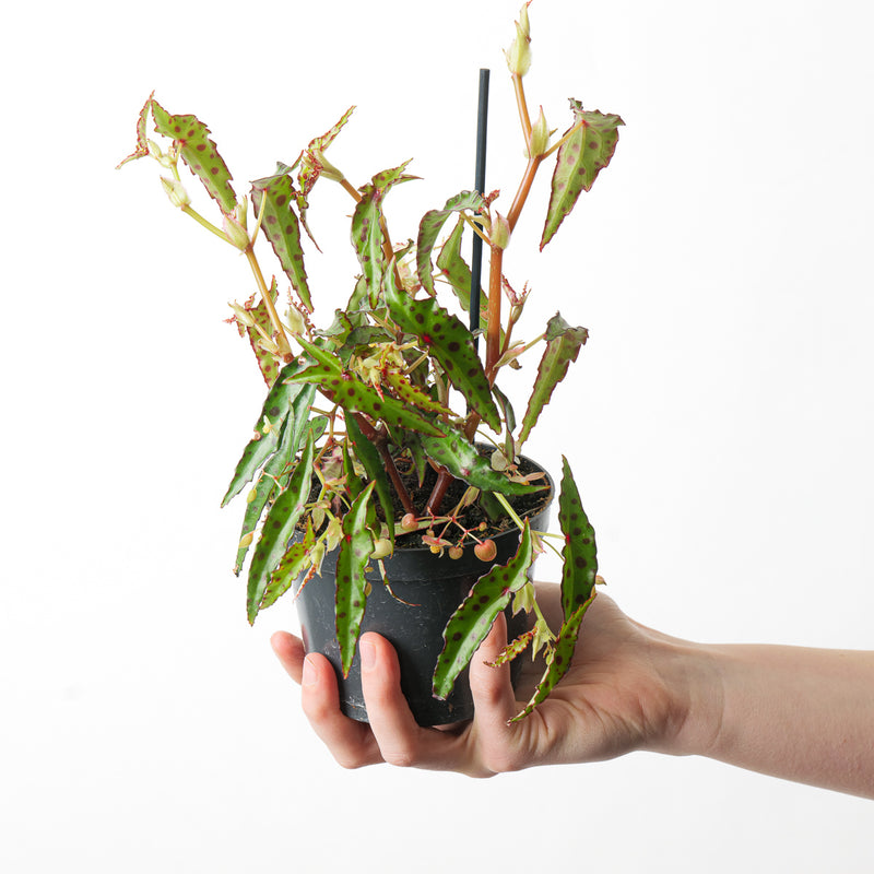 Begonia amphioxus Plants GrowTropicals