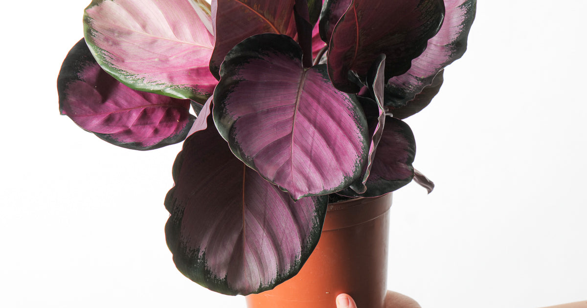 Calathea roseopicta 'Crimson' | Plants