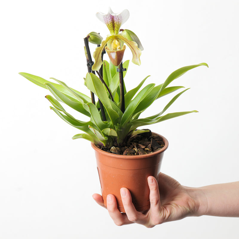 Paphiopedilum Leeanum — 12cm