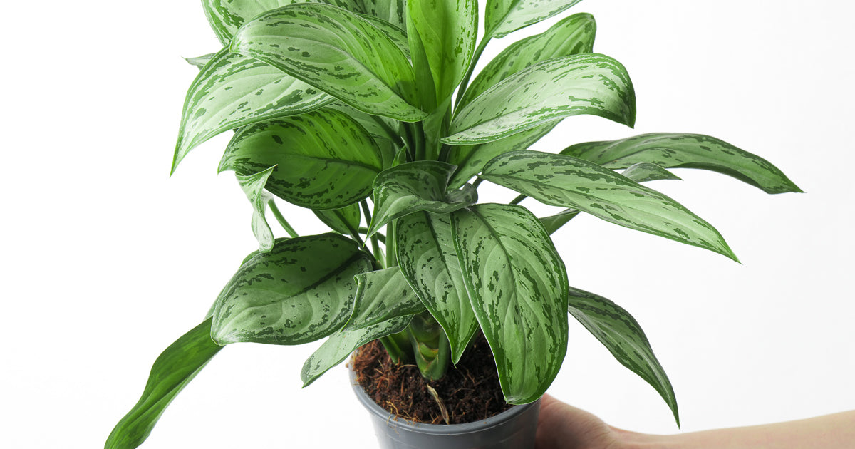 aglaonema crispum 'deborah' Aglaonema 'Maria Christina' | Plants