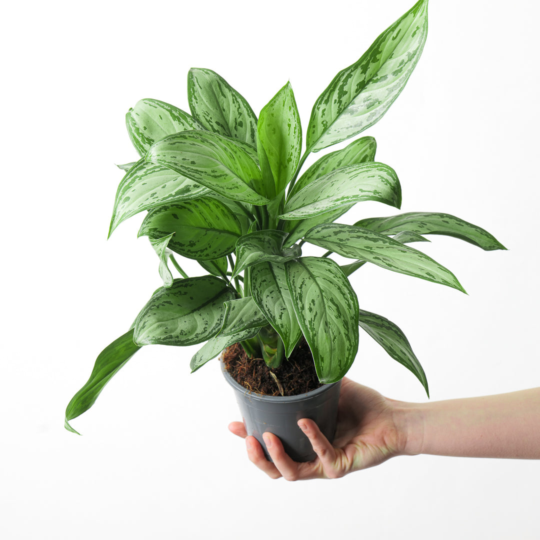 aglaonema commutatum maria Aglaonema 'Maria Christina' | Plants