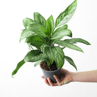 Aglaonema 'Maria Christina'