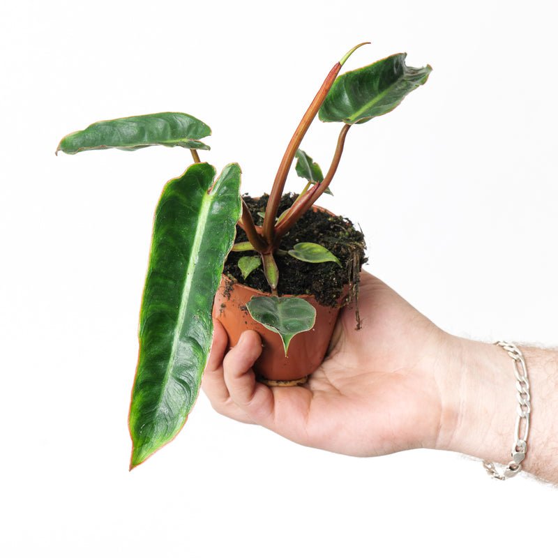 Philodendron billietiae — 9cm