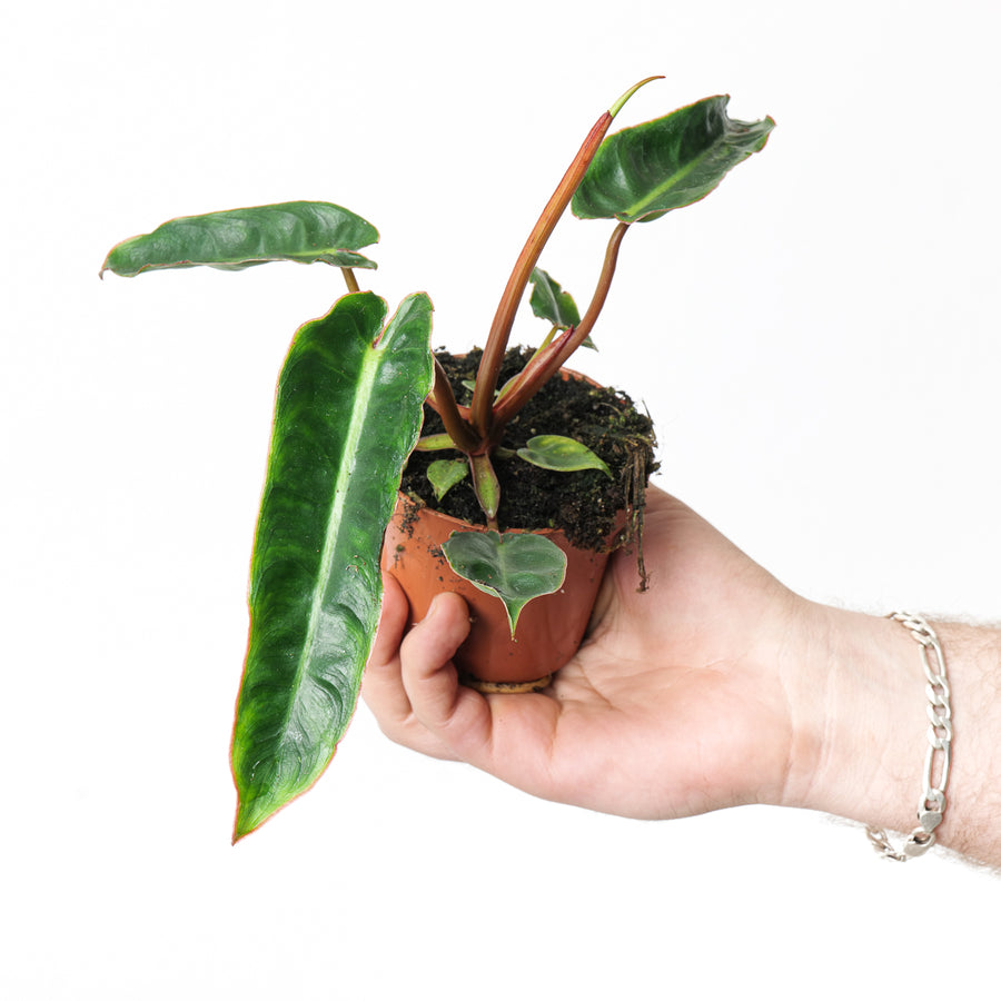 Philodendron billietiae – GROW TROPICALS