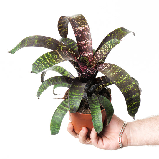 Vriesea 'Chestnut' 12cm Plants GrowTropicals