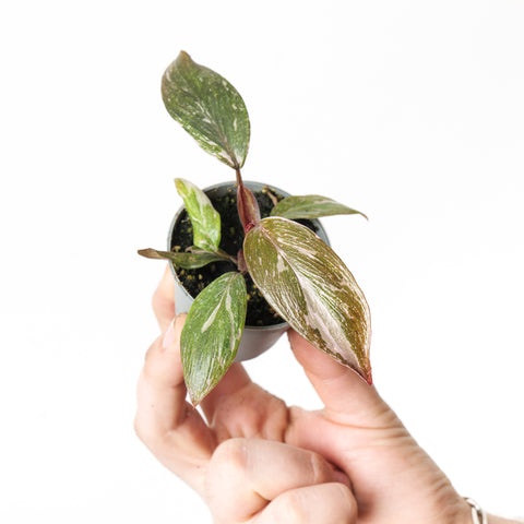 Philodendron Pink Princess 'Marble' 6cm Plants GrowTropicals