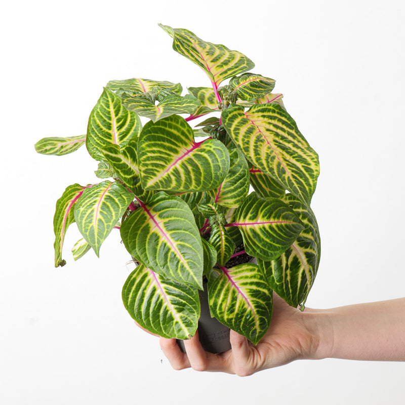 Iresine herbstii 13cm Plants GrowTropicals