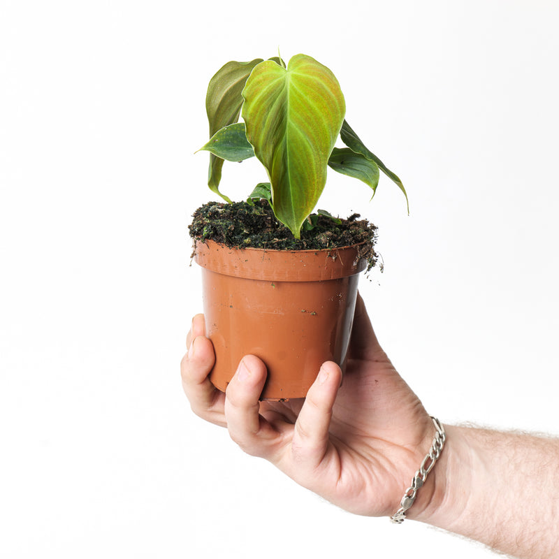 Philodendron melanochrysum x gloriosum 'Glorious' Dutch 10.5cm Plants GrowTropicals