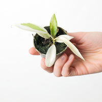 Philodendron 'Florida Ghost'