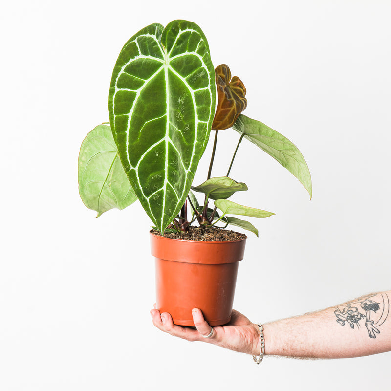 Anthurium crystallinum XL 15cm Plants GrowTropicals