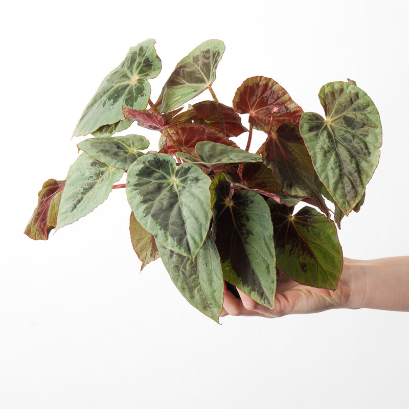 Begonia burkillii 'Silver Edge' 12cm Bushhy Plants GrowTropicals