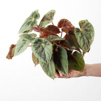 Begonia burkillii 'Silver Edge'