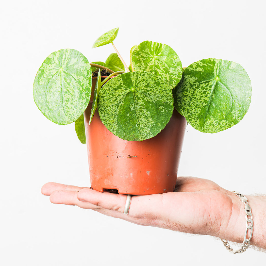 Pilea peperomioides 'Mojito' (Variegated Chinese Money Plant) - GROW TROPICALS
