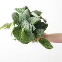 Scindapsus pictus 'Silvery Ann'
