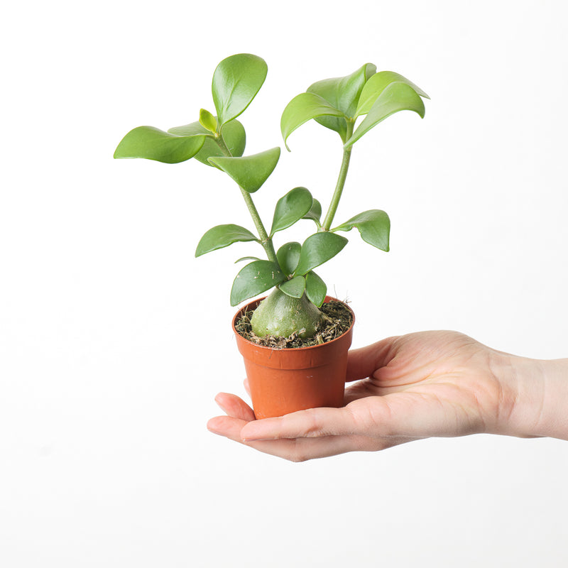 Hydnophytum papuanum Plants GrowTropicals