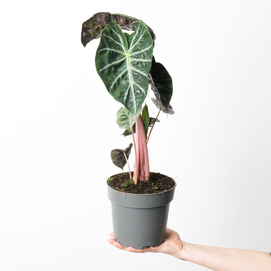 aglaonema pink dragon Alocasia 'Pink dragon' | Plants