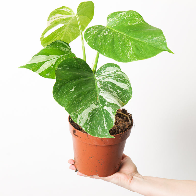 Imperfect Monstera deliciosa Albo Variegata Plants GrowTropicals