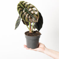 Alocasia cuprea 'Red Secret'