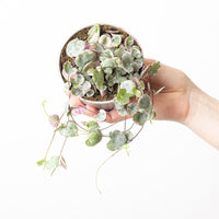 Ceropegia woodii variegated
