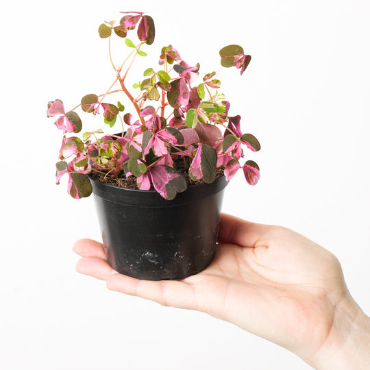 Oxalis Vulcan Pink Plants GrowTropicals