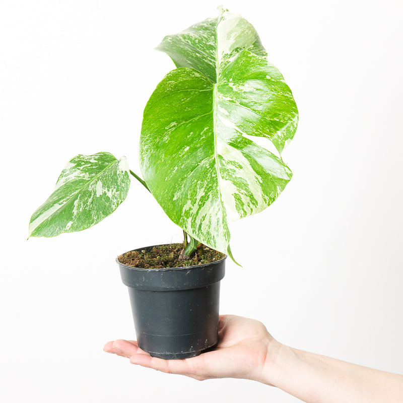Imperfect Monstera deliciosa Albo Variegata Plants GrowTropicals