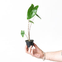 Alocasia Zebrina