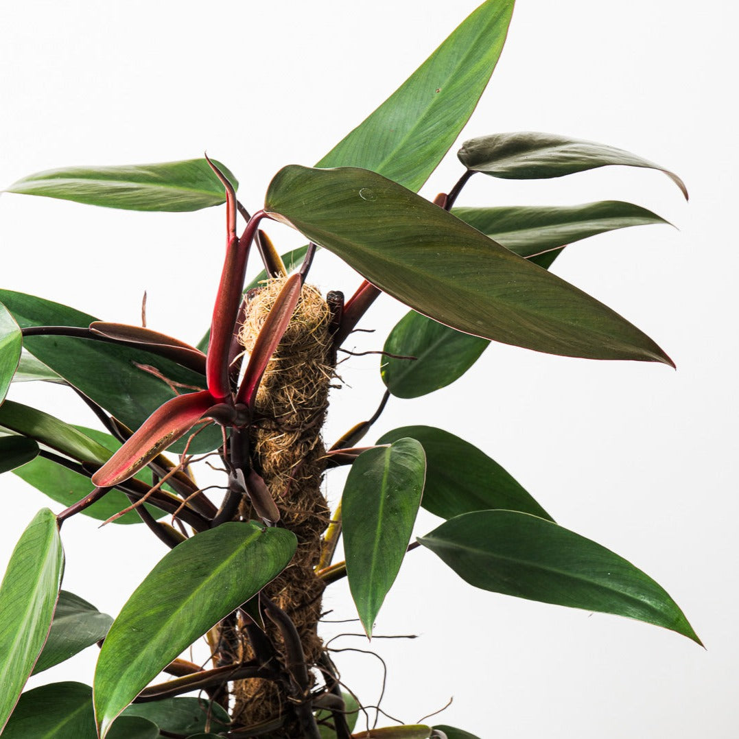 Philodendron mandaianum - GROW TROPICALS