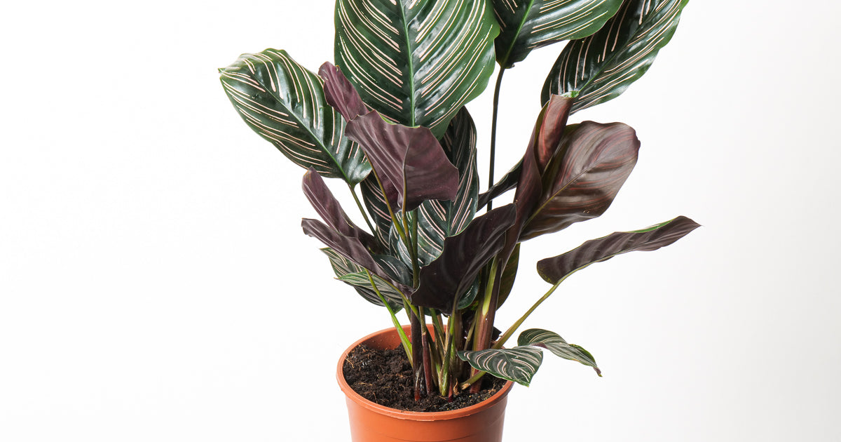 Calathea Ornata | Plants | GrowTropicals.com