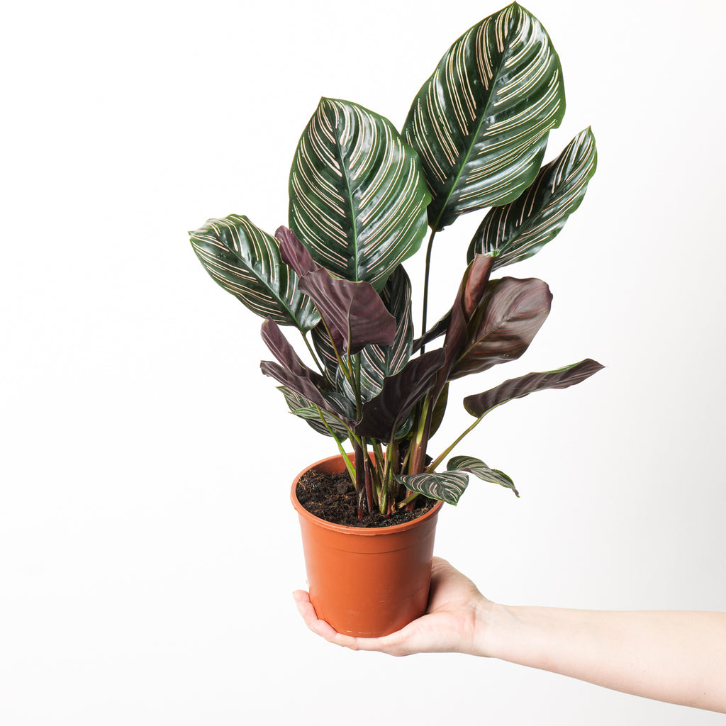 Calathea Ornata | Plants