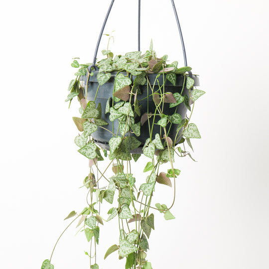 Ceropegia linearis 'Iris' Plants GrowTropicals