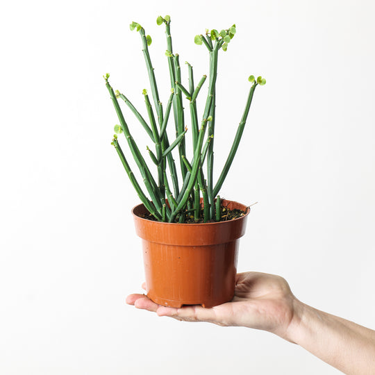 Euphorbia phosphorea 12cm Plants GrowTropicals