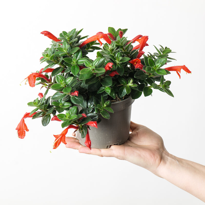 Columnea 'Krakatau' — 13cm