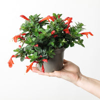 Columnea 'Krakatau'
