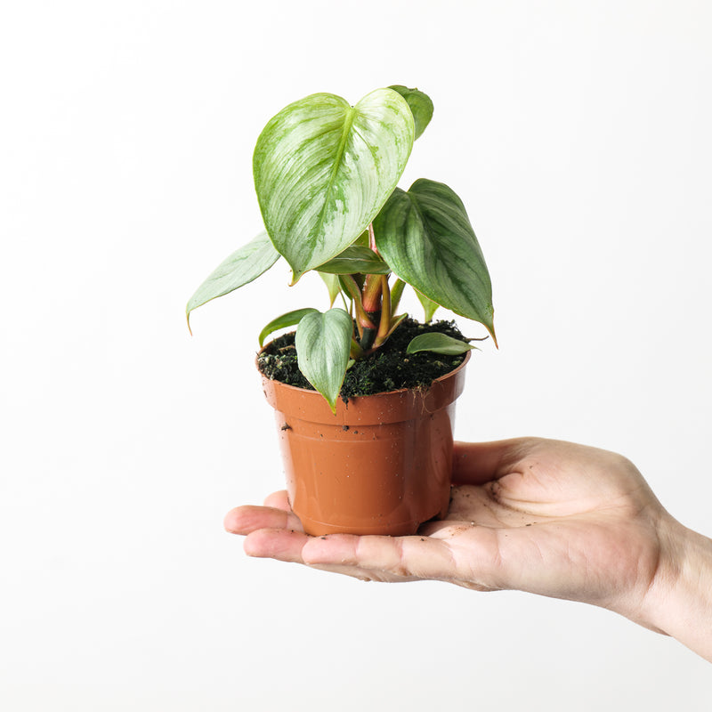 Philodendron 'Sodiroi' Plants GrowTropicals