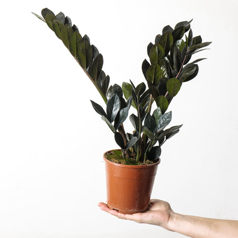 Zamioculcas zamiifolia 'Raven' 14cm Plants GrowTropicals